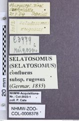 Etiketten zu Selatosomus confluens (Germar, 1836) (NHMW-ZOO-COL-0008378)